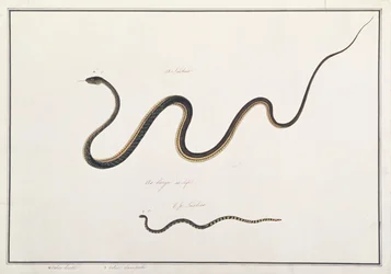 Painted Bronzeback with Banded Malayan Coral Snake, from Drawings of Animals, Insects and Reptiles from Malacca, c.1805-18